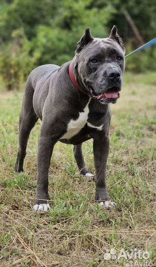 Кане корсо бесплатно в хорошие руки