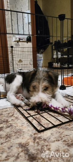 Щенки фокстерьера