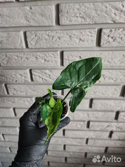 Сингониумы