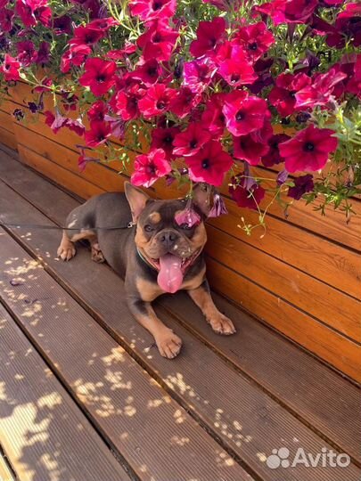 Вязка французского бульдога