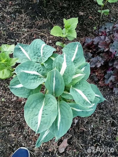 Хосты сортовые