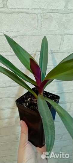 Продам Рео, отросток с деткой