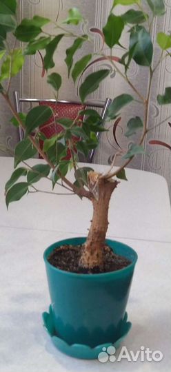 Фикус бенджамина