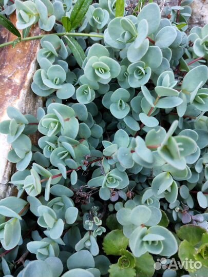 Очиток садовый