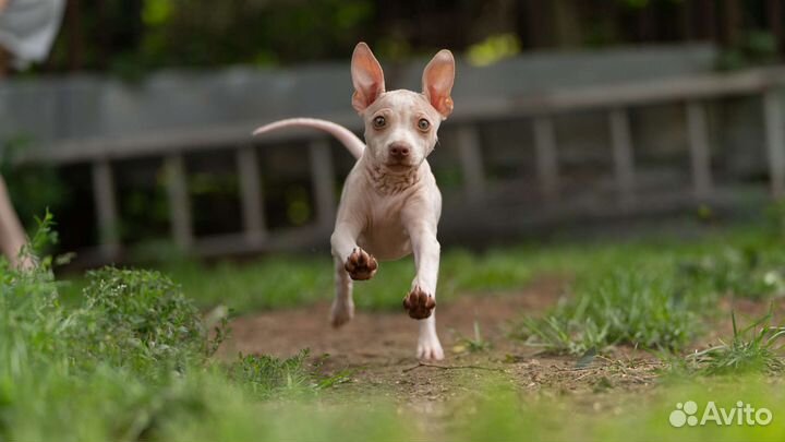 Щенки американского голого терьера