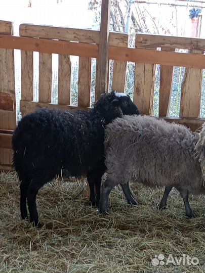 Овцы бараны ягнята