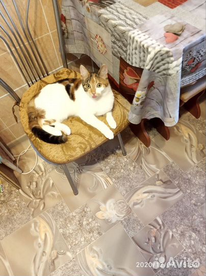 Кошка