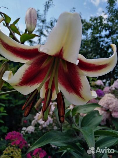 Садовые растения