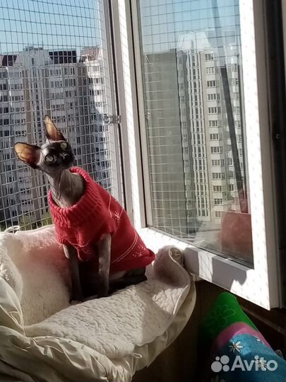 Балкончик для кошки, решетка антикот