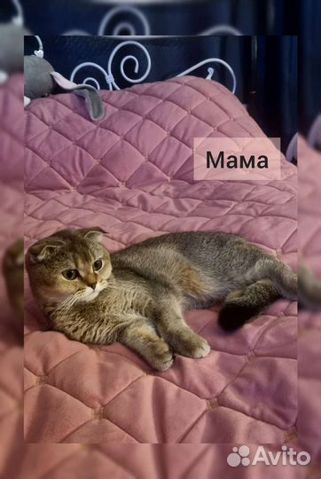 Котенок Шотландец Фолд