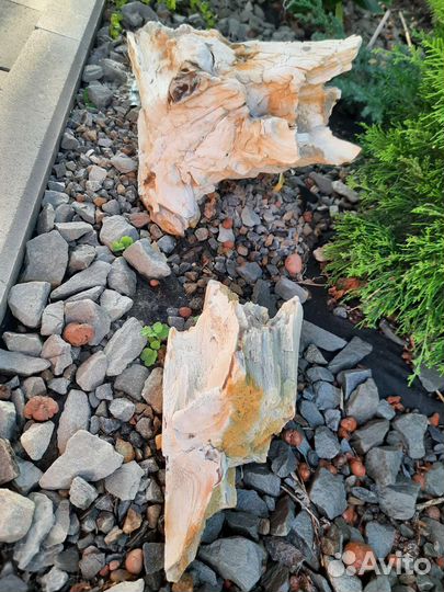 Окаменелое дерево