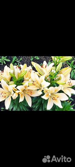 Луковицы лилий