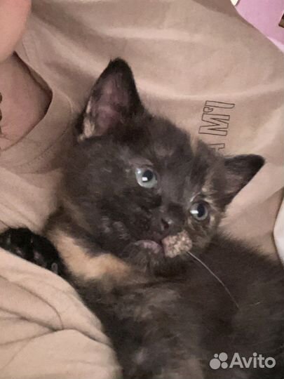 Котенок