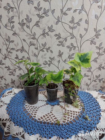 Комнатные растения цветы