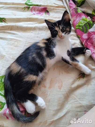 Кошки в добрые руки бесплатно