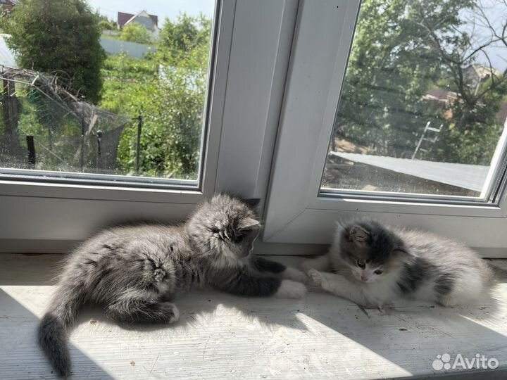 Кошка в дар