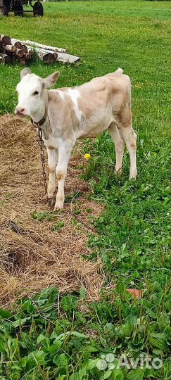 Продам телочку