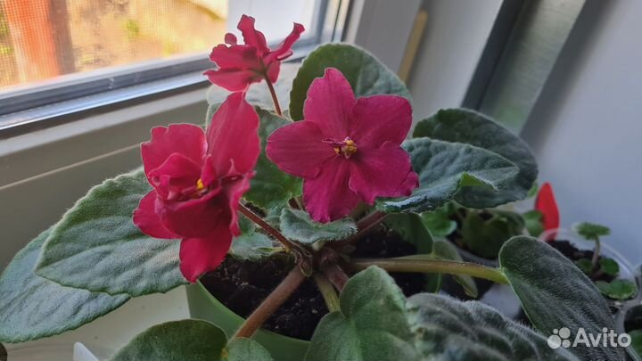 Детки сортовых фиалок