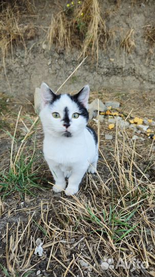 Котята в добрые руки бесплатно