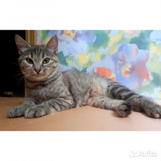 Кошка молодая стерилизованная