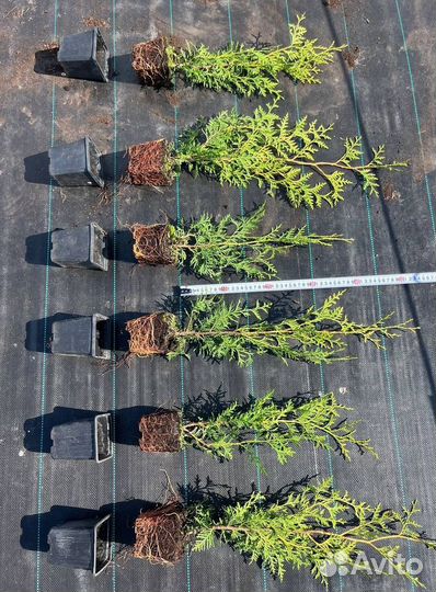 Купить туи Брабант