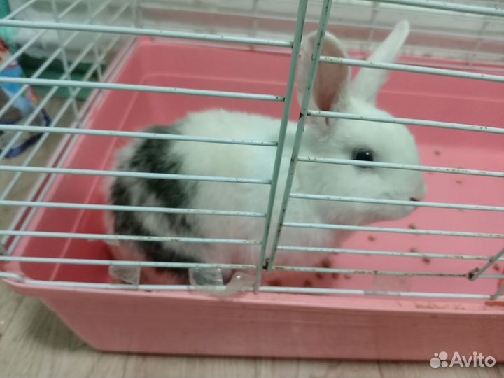 Кролик с клеткой