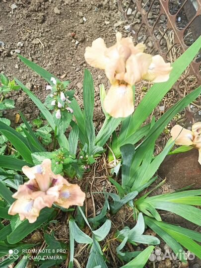 Мирабилис, зорька ночная, тюльпаны, хоста ирисы