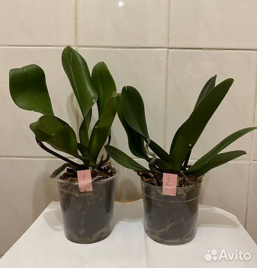 Орхидея фаленопсис