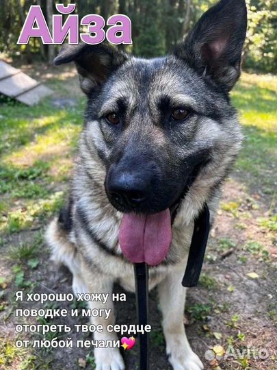 Собака в добрые руки