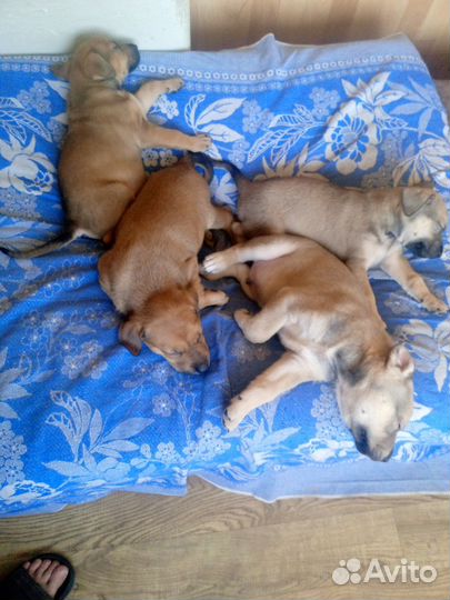 Собака прайтер