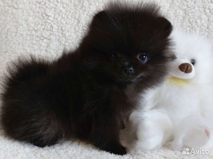 Померанский шпиц медвежьего типа