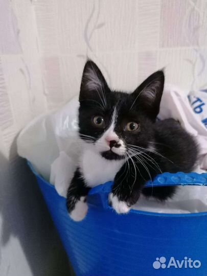 Маркиз в добрые руки