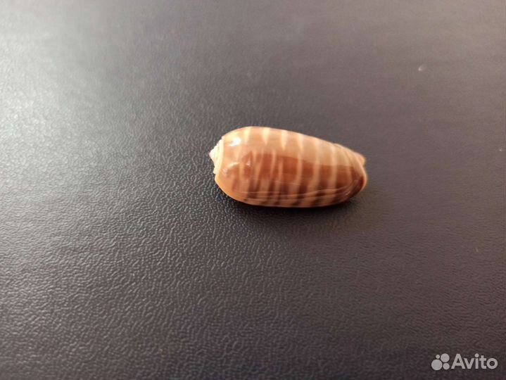 Морская раковина