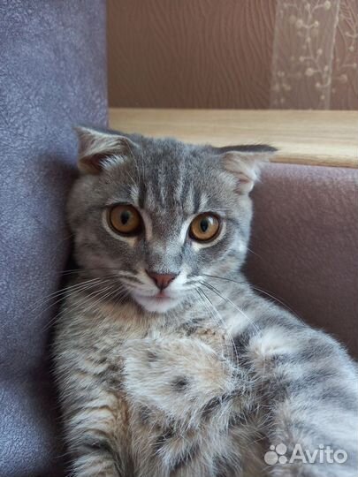 Кот в добрые руки
