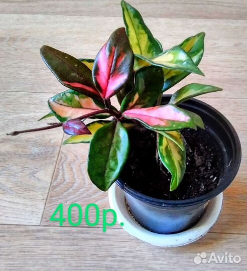 Пальма,хойя,драцена