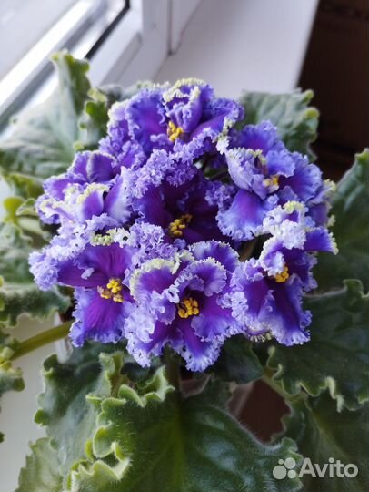 Сортовые фиалки