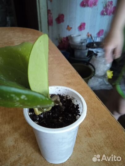 Хойя обовата вариегата сплеш