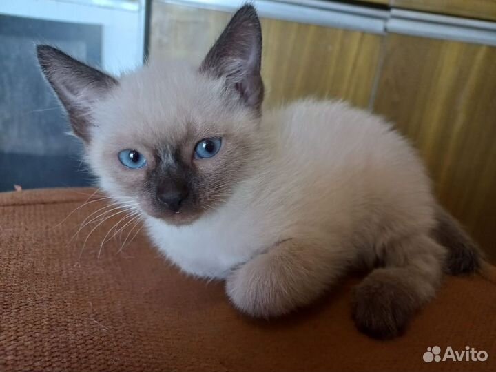 Котята 2 мальчика