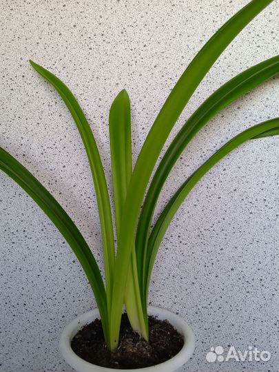 Гипераструм