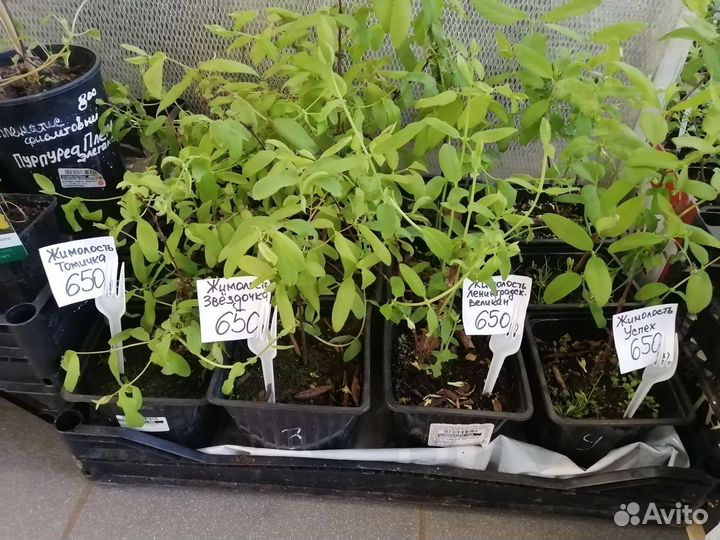 Гортензия, голубика, жимолость, клюква роза, пион