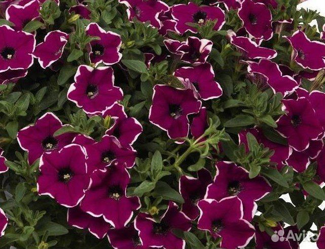 Черенки вегетативной петунии, петхоа