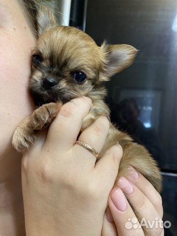 Щенки чихуахуа