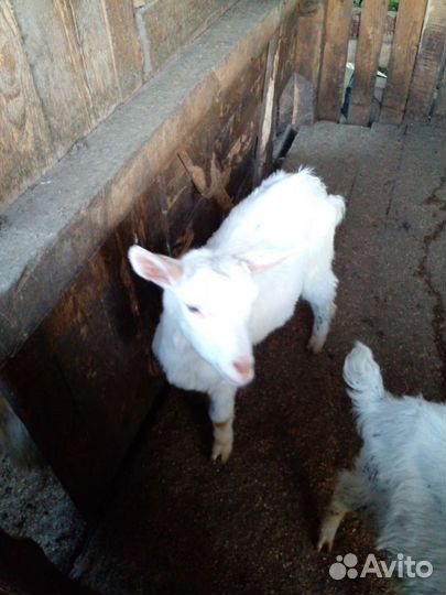 Коза дойная молочная