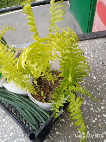 Папоротник садовый