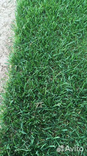 Рулонный газон с бесплатным замером