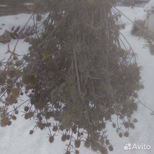 Синеголовник