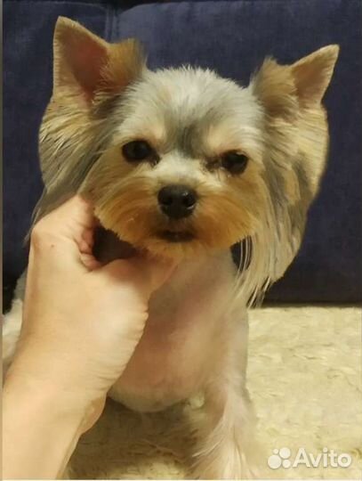 Стрижка Кошек и Собак