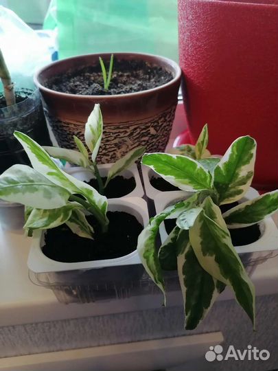 Педилантус