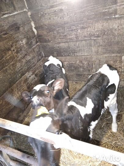 Телята телочки