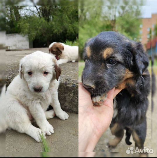 Щенки в добрые руки